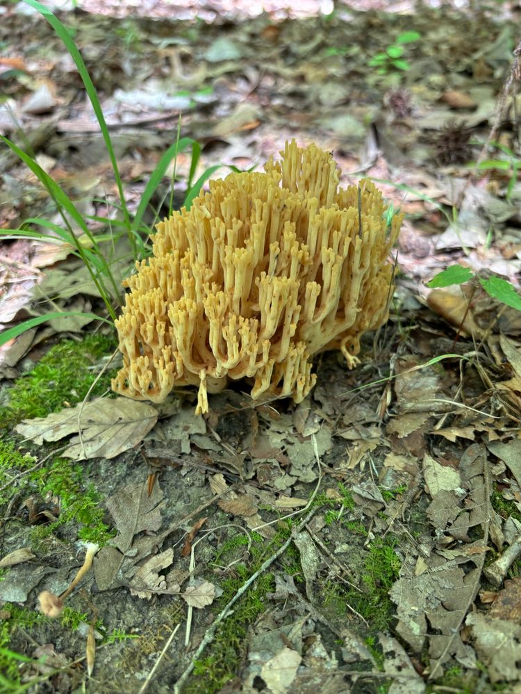 Artomyces pyxidatus, the crown-tipped coral mushroom, a yellow-ish branching fungus among dry brown leaves and bright green moss and grasses. 