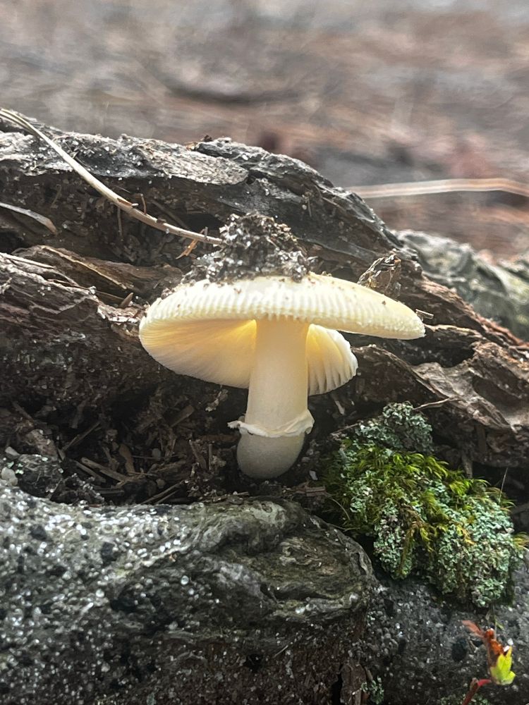 white delicate-capped mushroom growing out of a log. The cap has very pronounced gills and the stipe has a ring. There is a little pile of sand and dirt on the top of the mushroom, and some lichen and moss off to the right side. 