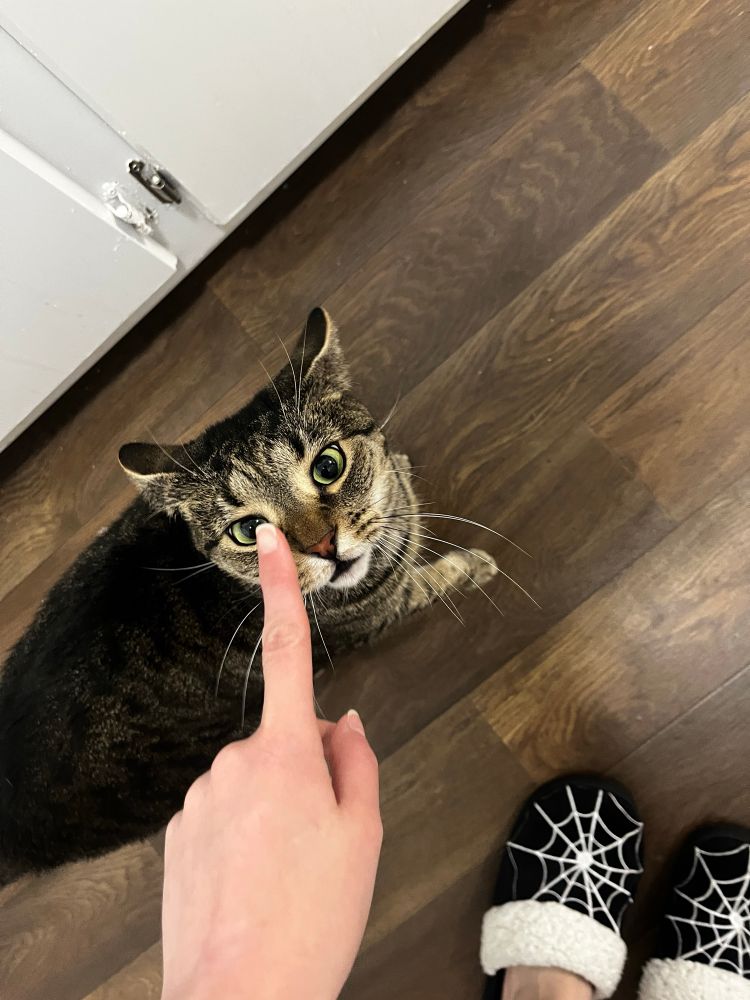 hand (Amanda’s) pointing at slightly cross-eyed cat (Asmodeus), can see Amanda’s spider-web slippers in corner 