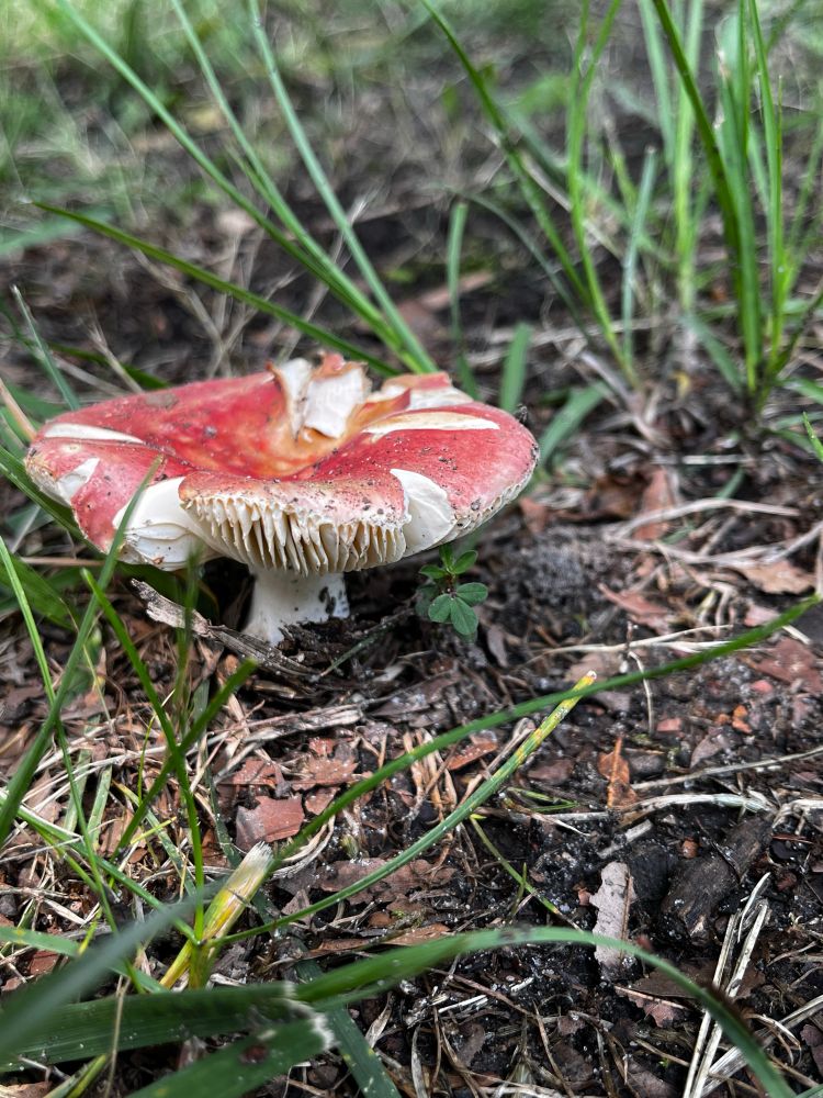 Different angle of previous picture of cracked and frayed russula 