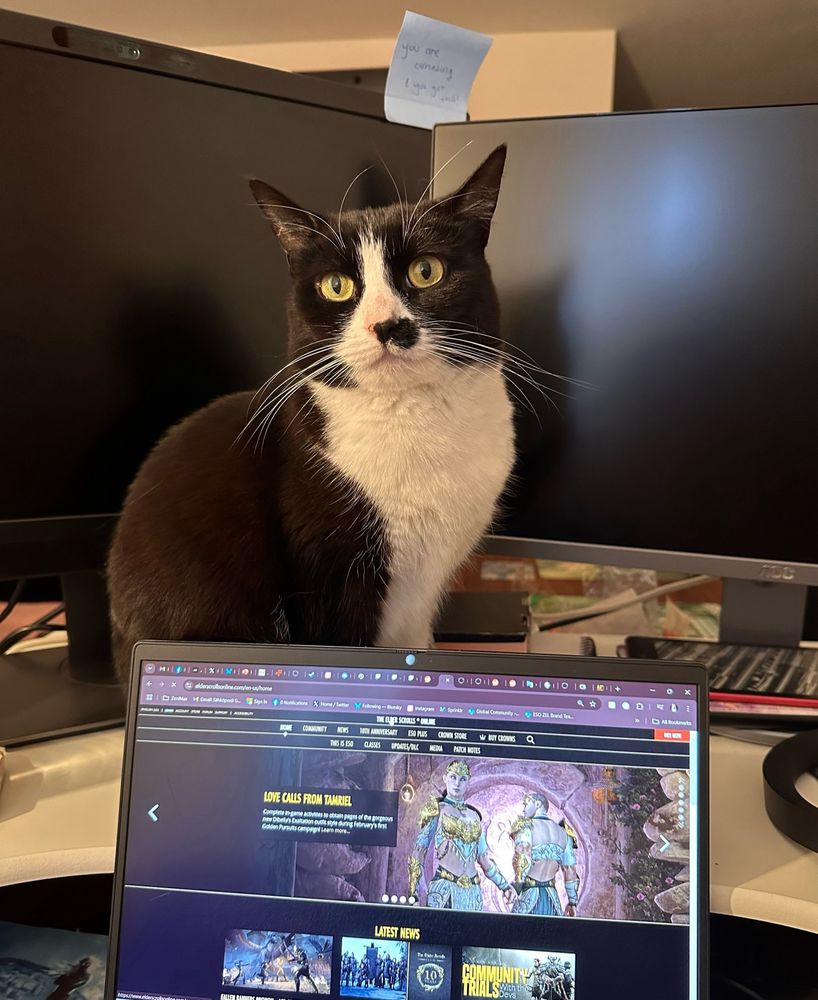 A black and white tuxedo cat is staring at the camera from behind a laptop 