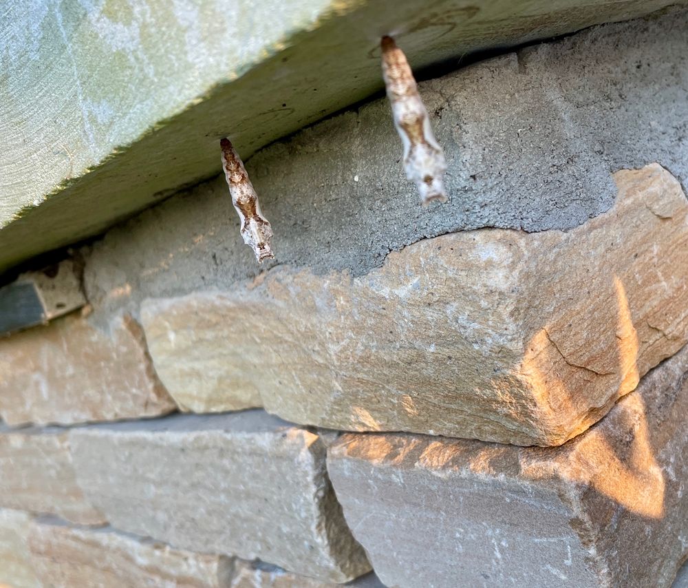 Two chrysalises hanging from a stone ledge. 