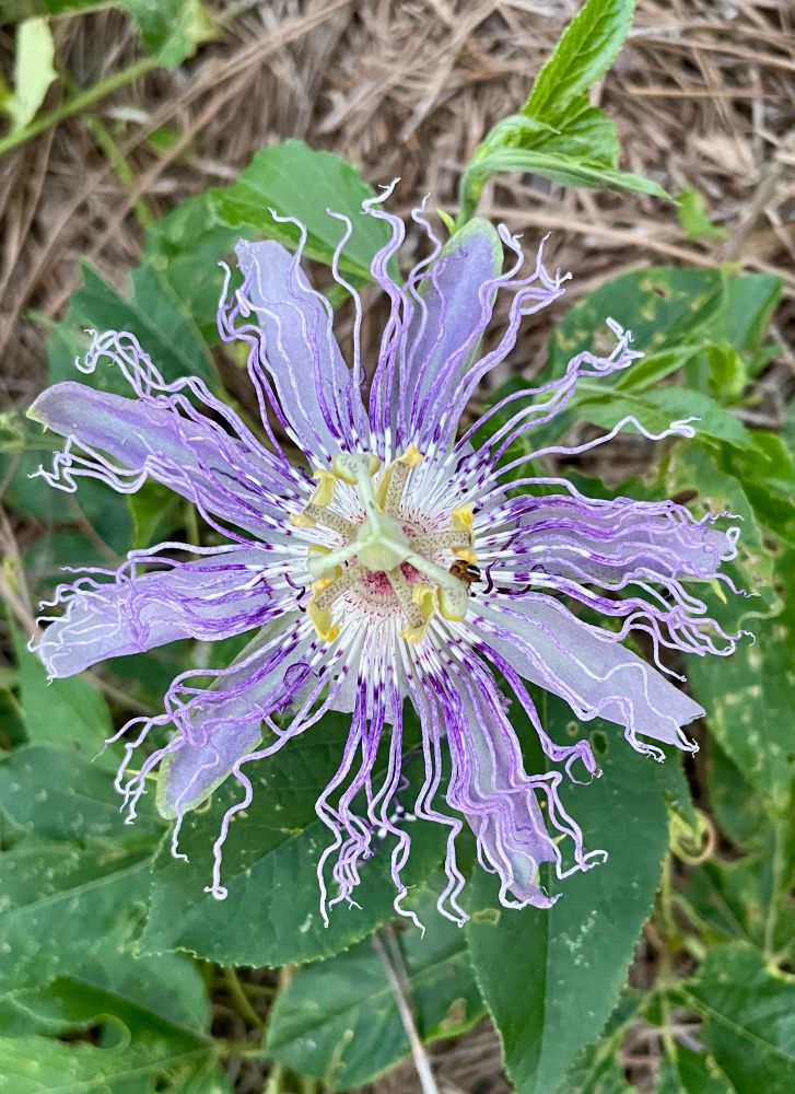 Closeup of a frilly purple passionflower 