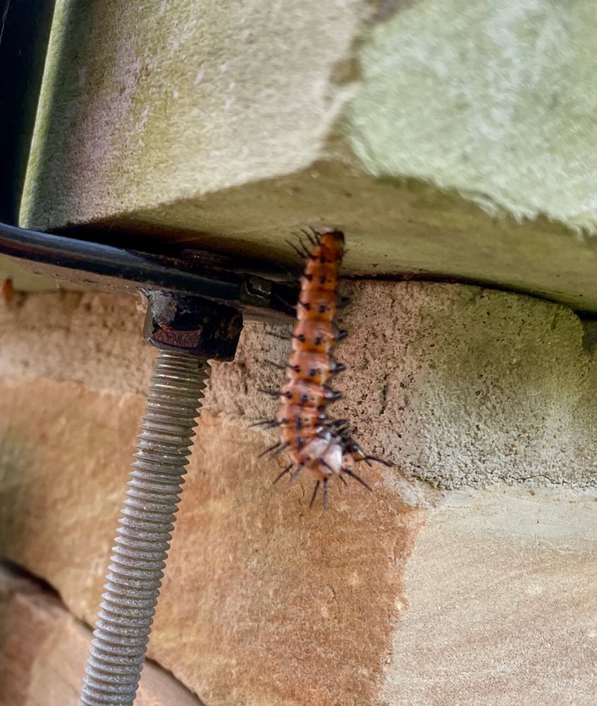Photo of an orange caterpillar with black spikes hanging from a ledge with a white chrysalis starting to form around its face. 
