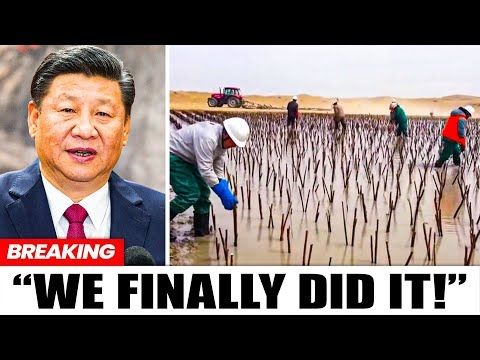 Everybody Laughed At China For Burying Tons Of Plants In Desert... 10 Years Later, They Regretted It
