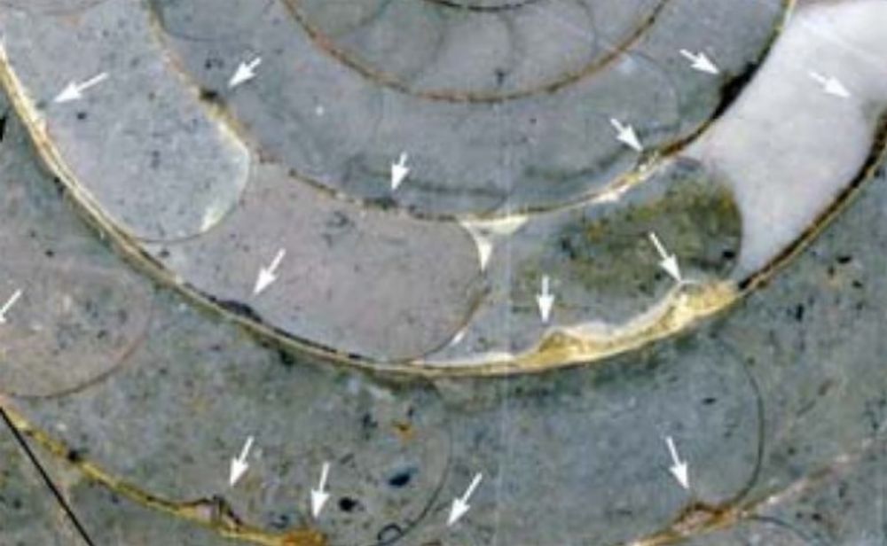 Longitudinal median section through the well preserved specimen PIMUZ 28583 of Sellanarcestes spp. (Sellanarcestes wenkenbachi Zone, Emsian, Oufrane, Morocco)  displaying many “Housean pits” interpreted as blister pearls, many with internal tube. 