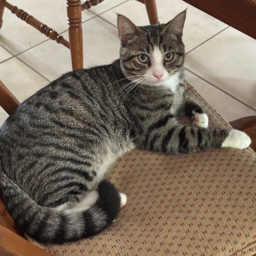 my grandma’s kitten (gray & white)