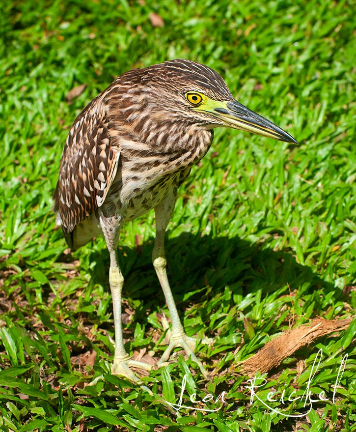Long legged striated bird with a bright yellow eyes and long sharp bill. Standing on grass with his shoulders hunched over looking totally fed up