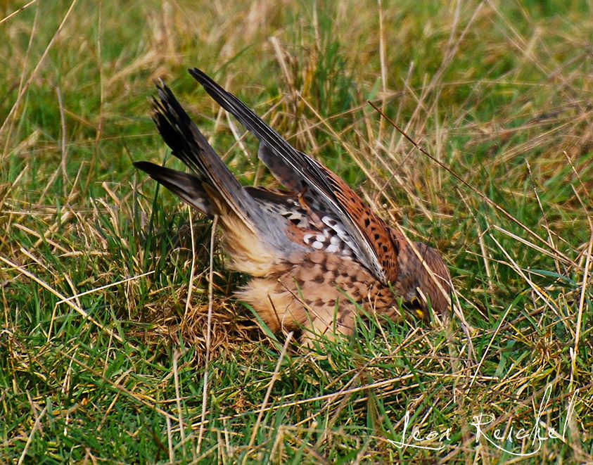 The tail and wings pointing skyward as the head hidden by the grass is busy eating whatever it is this juvenile male kestrel has caught.