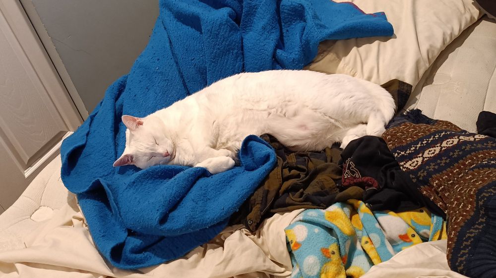 A large white cat sleeping on an unmade bed among blankets and clothes.