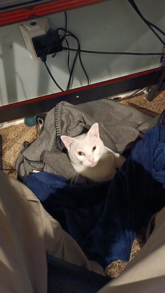 Seamus curled in blankets at my feet, right after waking up from a nap. He looks like an alien