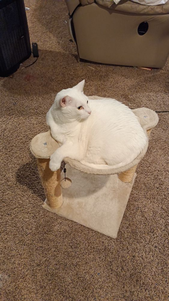 Seamus (the white cat) sitting in his car tree, looking at something off camera