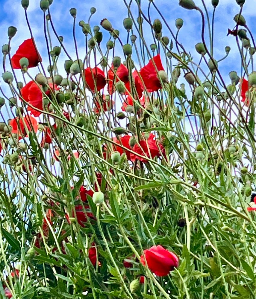 Poppies, blue sky