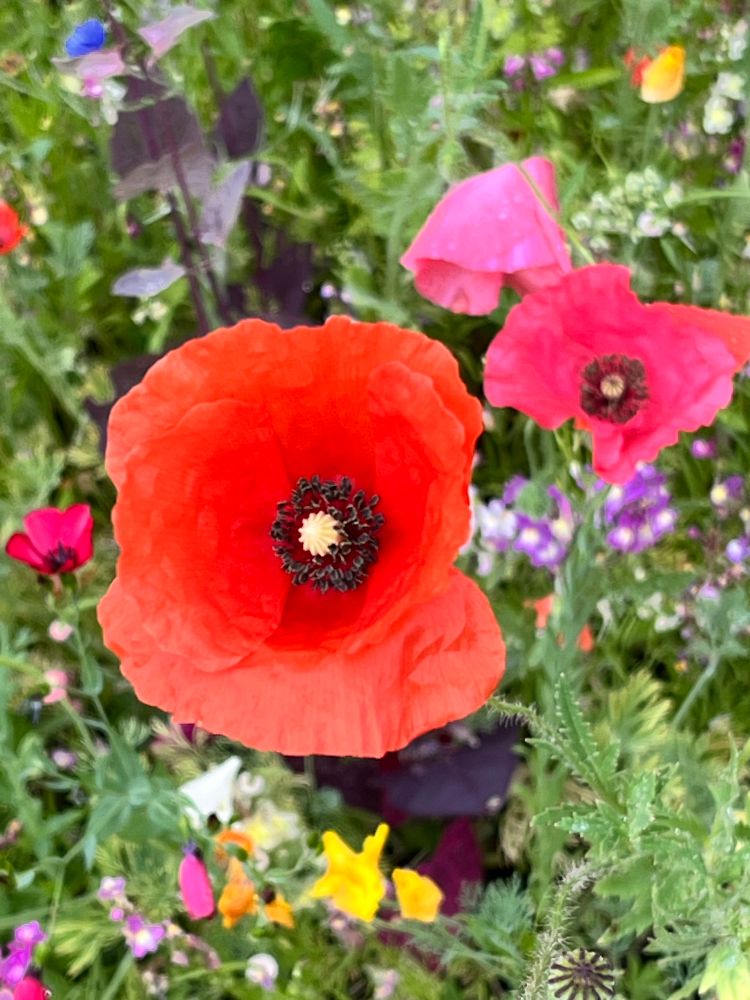 Poppies and other wild flowers 