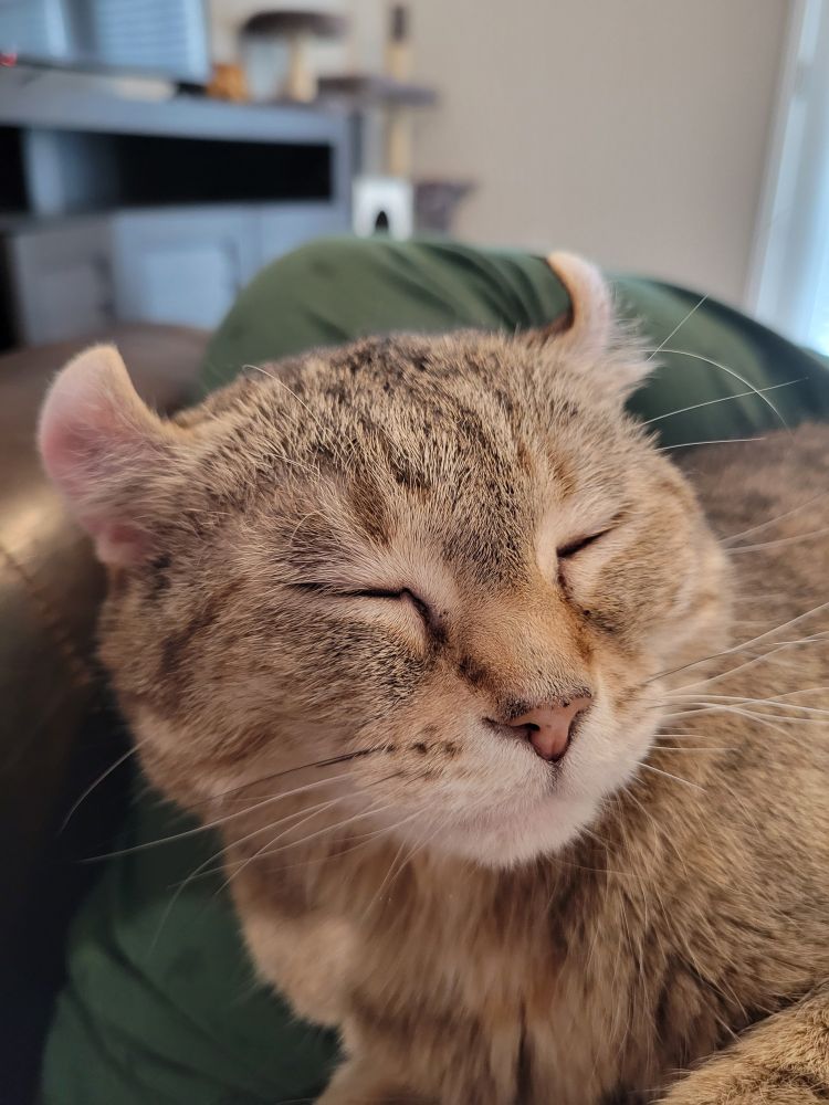 An old creme, tan, and white tabby cat with ears curled sits happily on a lap. Her eyes are closed in bliss.
