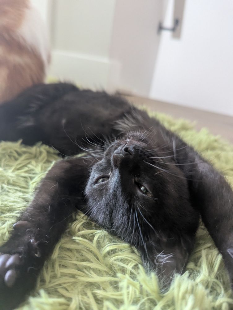 A black kitten lying, on a green shag carpet, on their back with paws forward toward the camera.