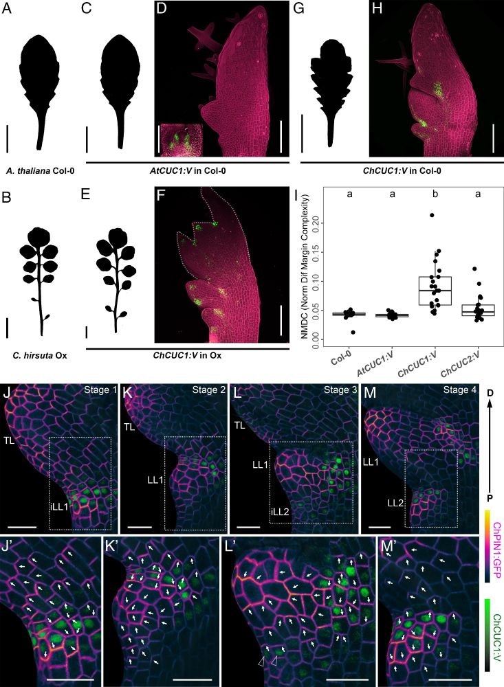 A CUC1/auxin genetic module links cell polarity to patterned tissue growth and leaf shape diversity in crucifer plants | PNAS