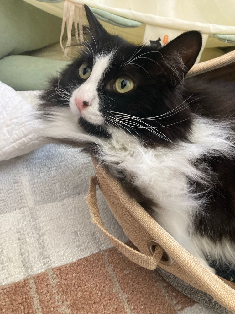 Xena tuxedo kitty sitting in a basket with abundant neck floof overflowing