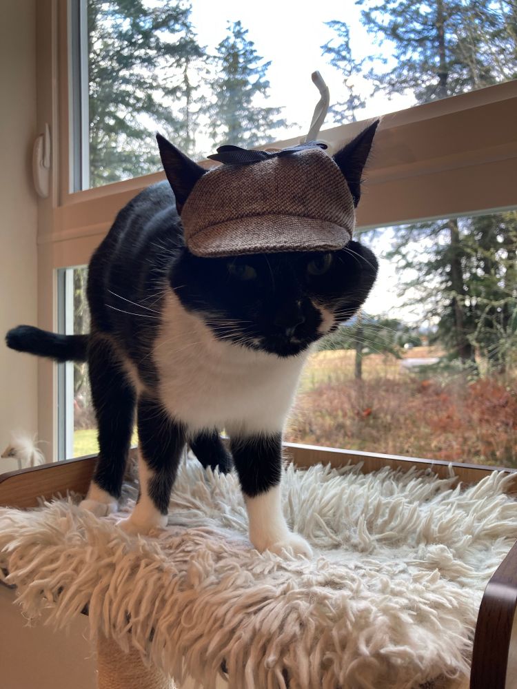 Handsome tuxedo cat wearing a private investigator cap