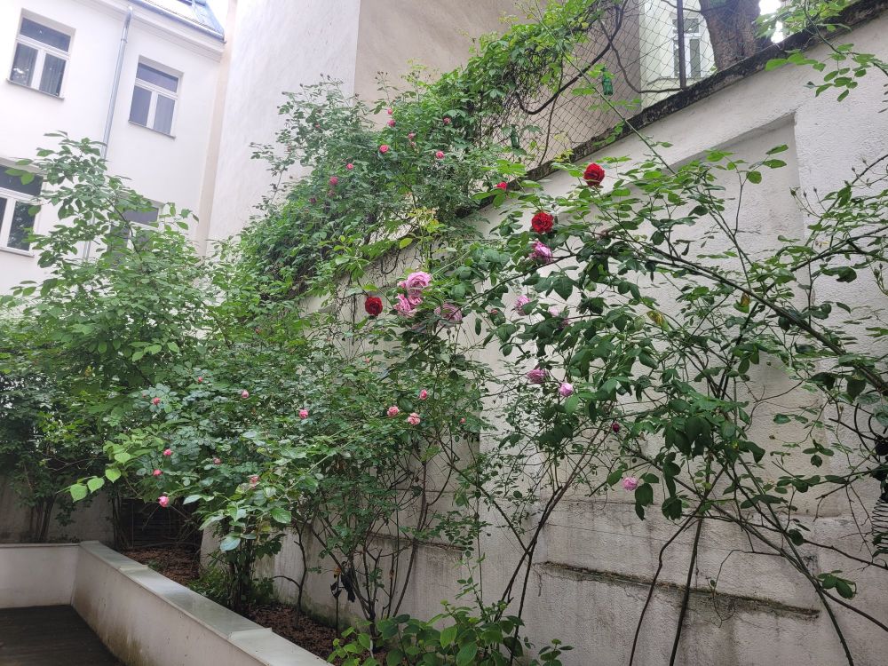 Bushes with roses in a backyard