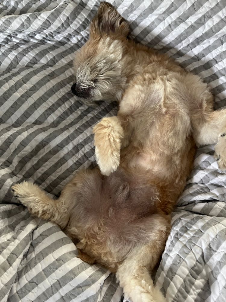 A dog sleeping on its back without the faintest care about modesty nor shame.  Throwing off your puritanical shackles and being his best dog self.