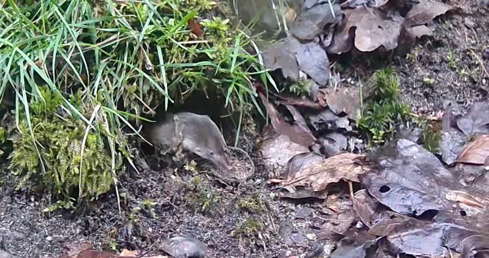 A freeze frame from a video of a shrew popping its head out of the bank vole’s burrow. The shrew is greyish-brown above, pale below and has a long, pinkish snout. 
