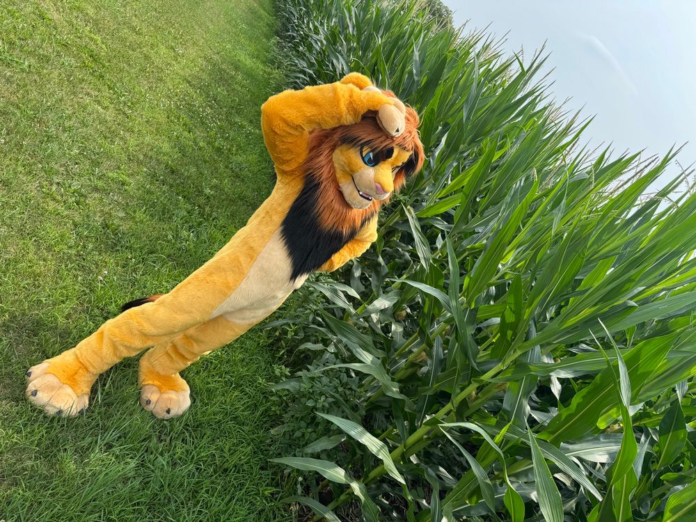 Lion fursuiter looking at a cornfield