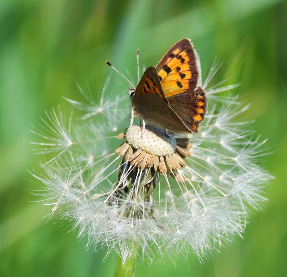 Small Copper butterfly, Rodley Nature Reserve 