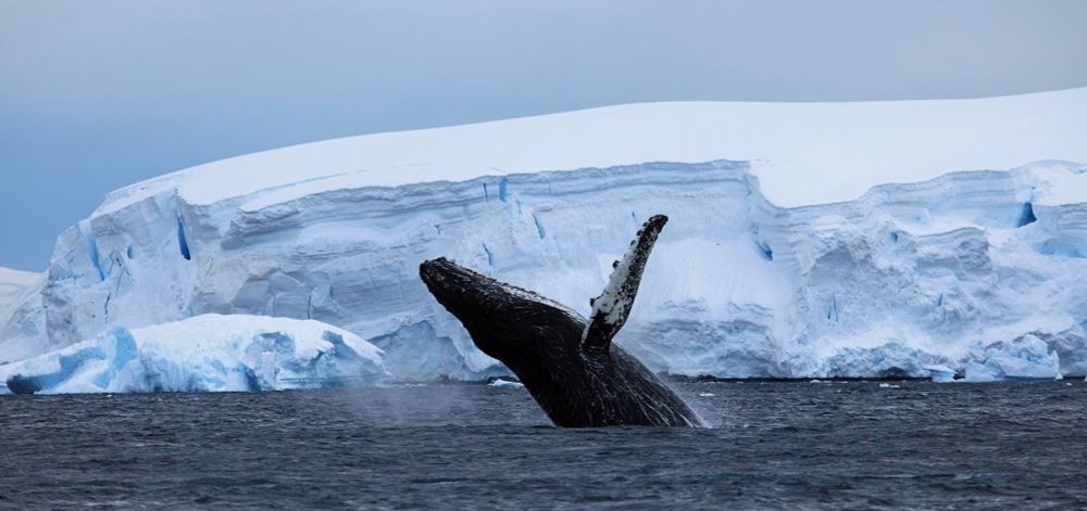 Viagem à Antártica, por Fabio Porchat| UNQUIET