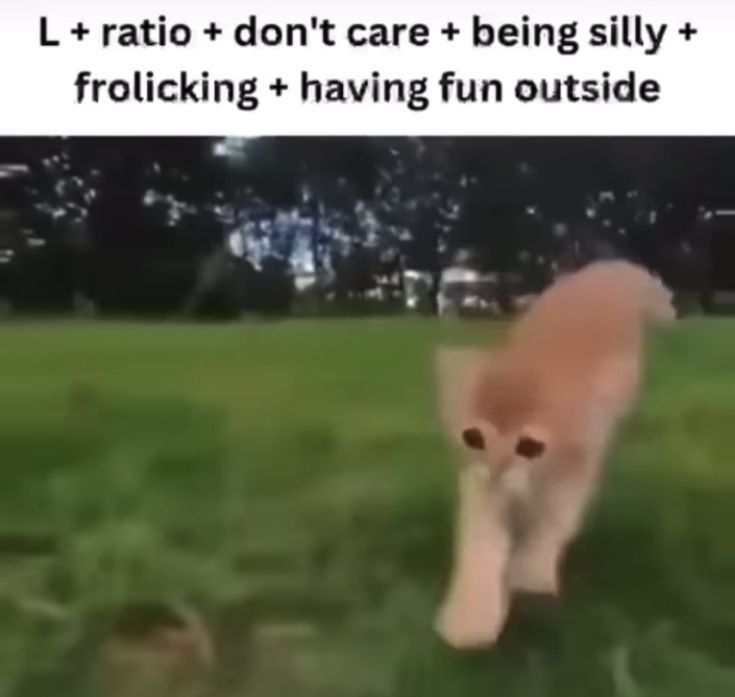 low resolution picture of a cat running/ jumping around in grass, captioned with "L + ratio + don't care + being silly + frolicking + having fun outside"