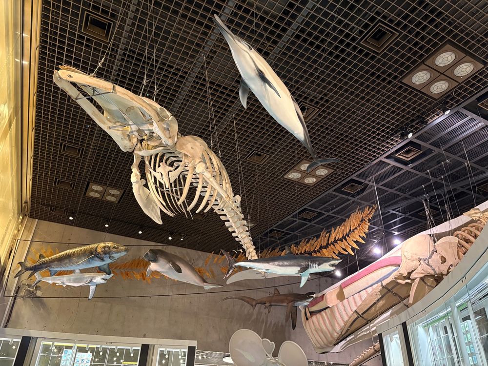 国立科学博物館