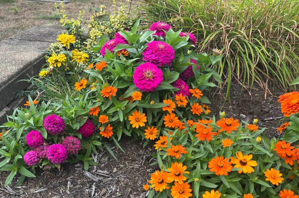 Bright pink zinnias and orange daisies