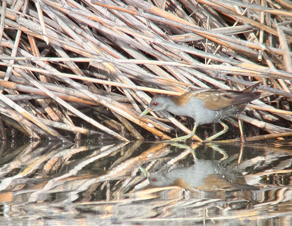 Male Little Crake foraging in the reeds at the water’s edge