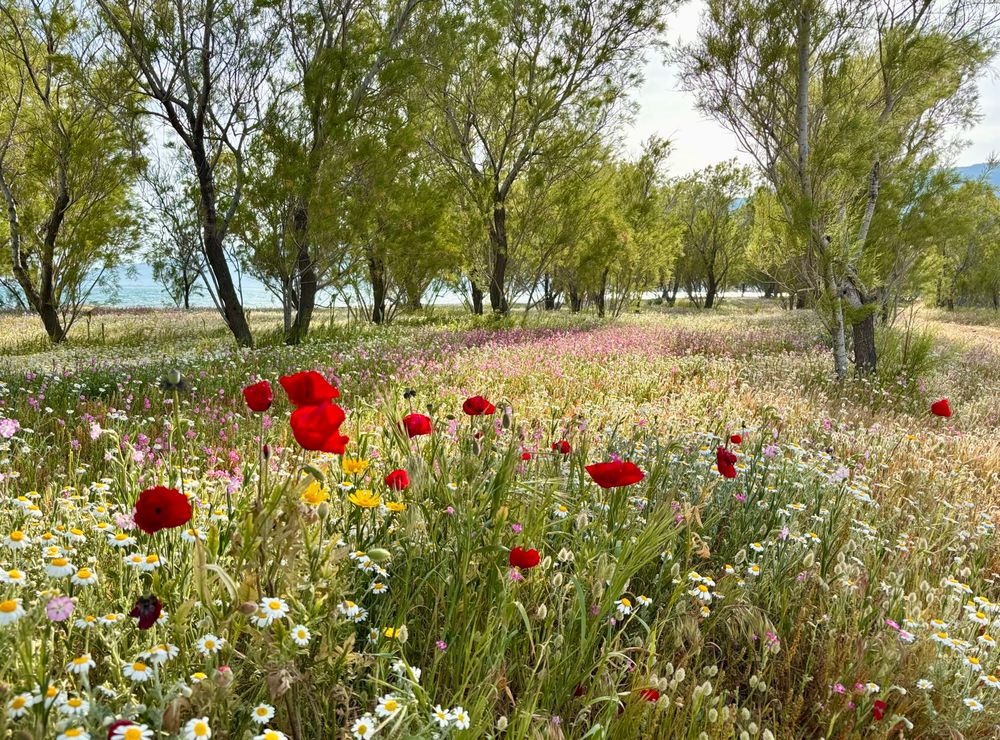 Red poppies and pink Mediterranean catchfly blooming amongst the white daisies and green tamarisks.
