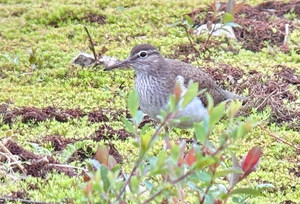 Common sandpiper hiding behind some vegetation