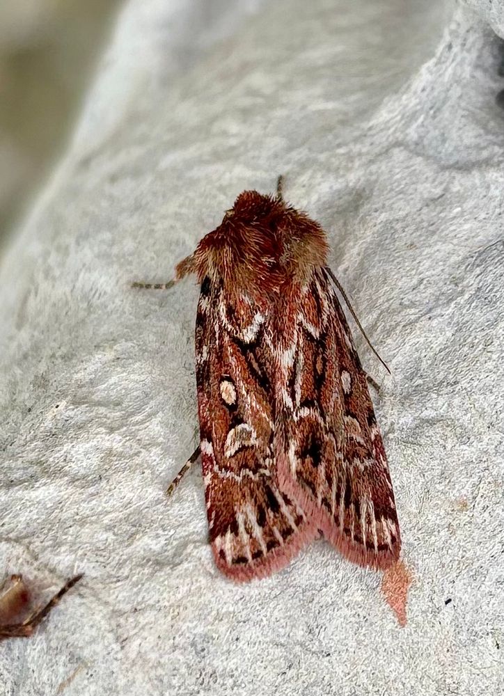 True Lovers Knot showing its intricate patterning of white marks and subtle colours