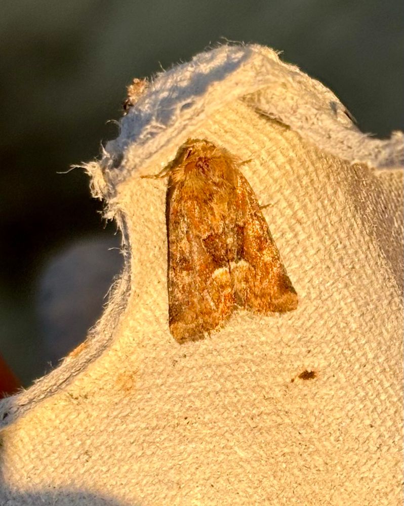 Middle-barred Minor
