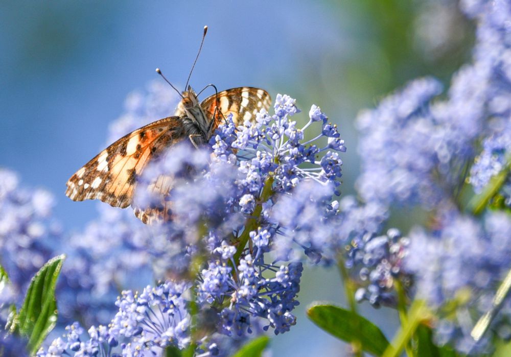 A Painted Lady on blue Ceanothus