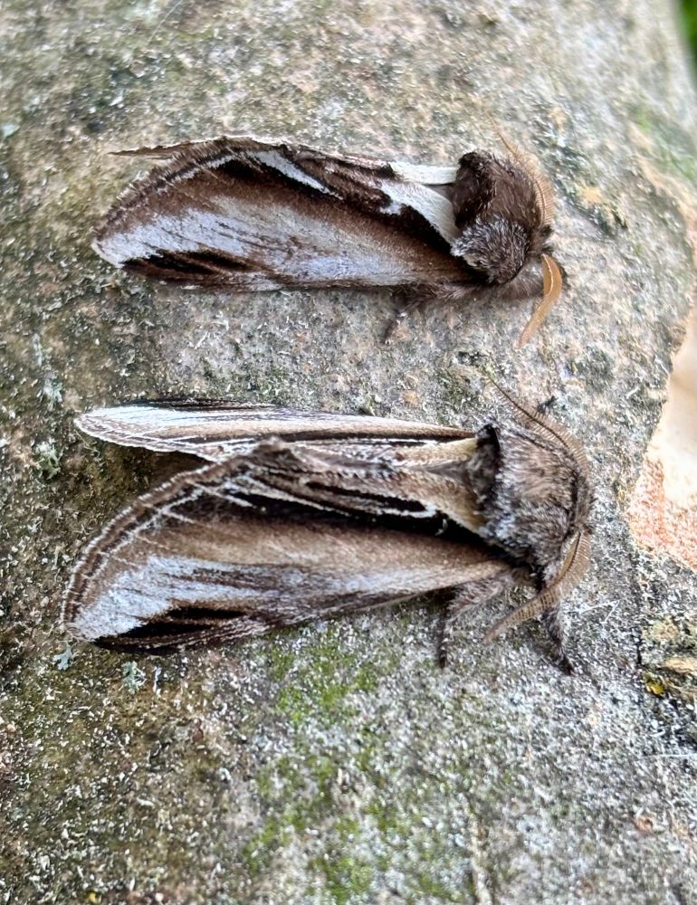 Lesser Swallow (back) and Swallow (front) Prominents