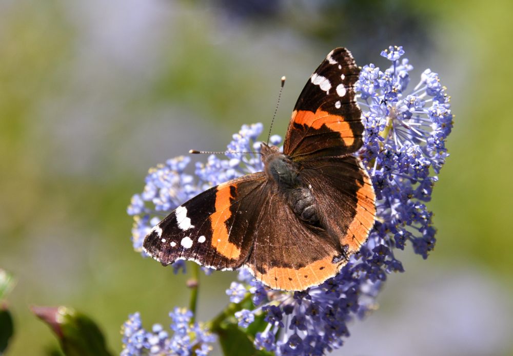 Red Admiral enjoying the Ceanothus