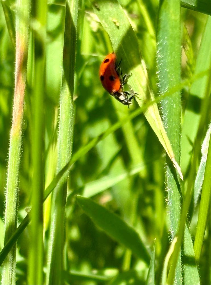 Seven spot Ladybird