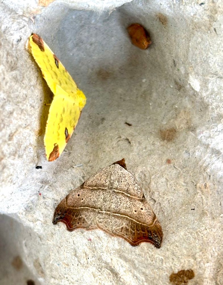 Beautiful Hook-tip with a Brimstone to the left.