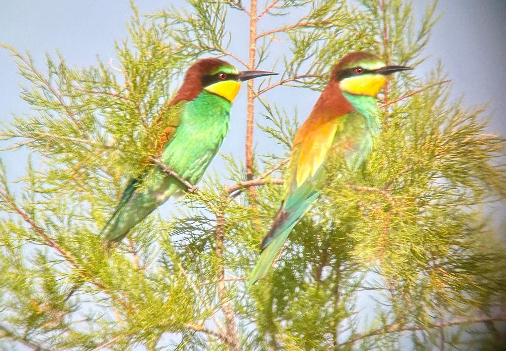 Pair of European Bee-eaters resting in a seaside tamarisk