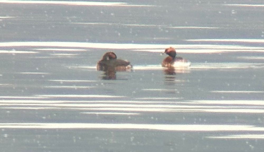 Slavonian grebes 