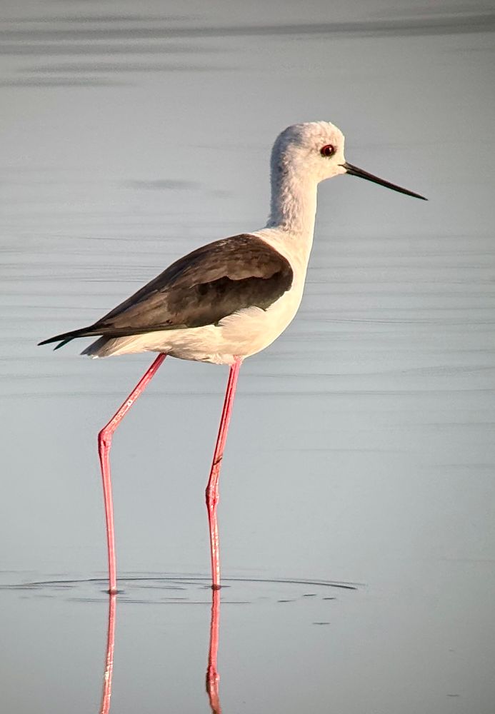 A Black-winged Stilt wading in the water.