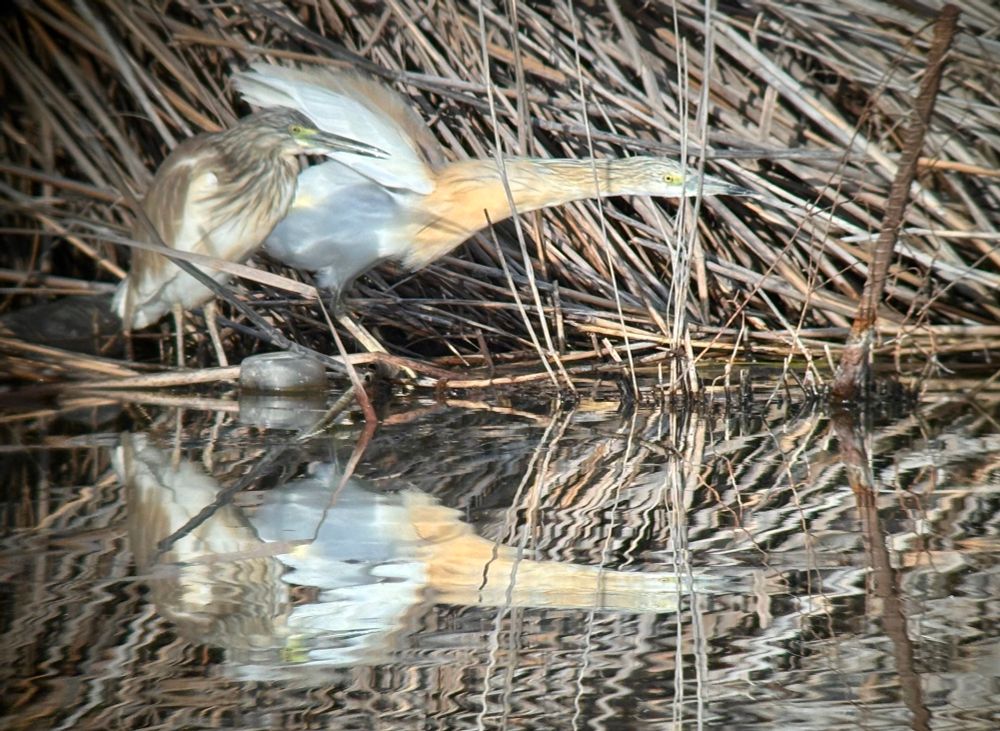 Two Squacco Herons, one having a stretch