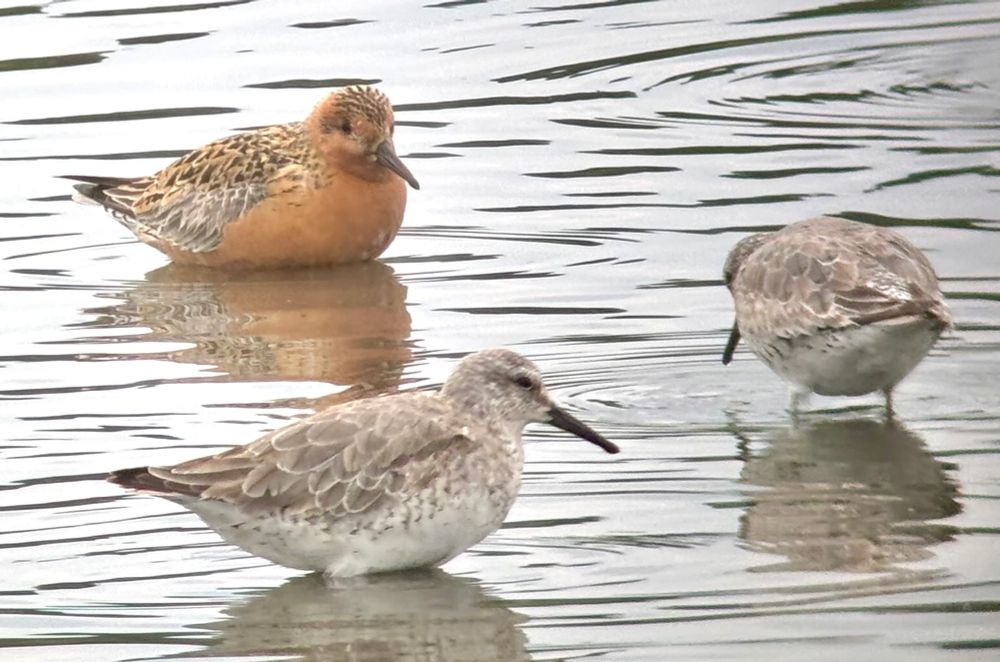 Brick red breeding plumage Knot (back) with grey non-breeding plumage Knot