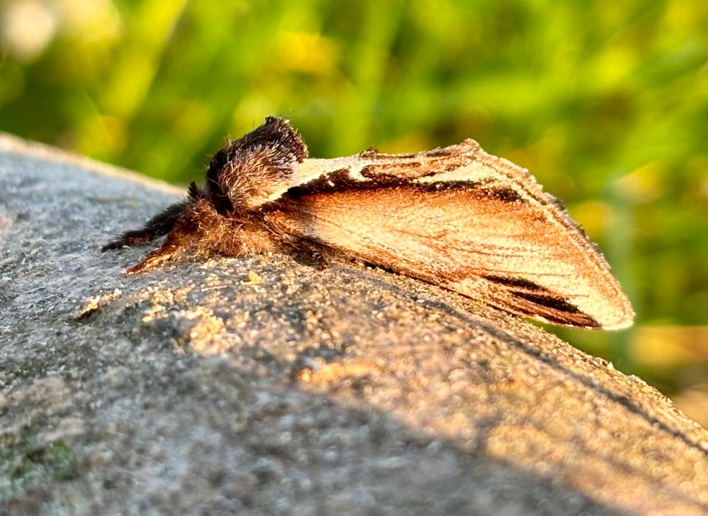 Lesser Swallow Prominent