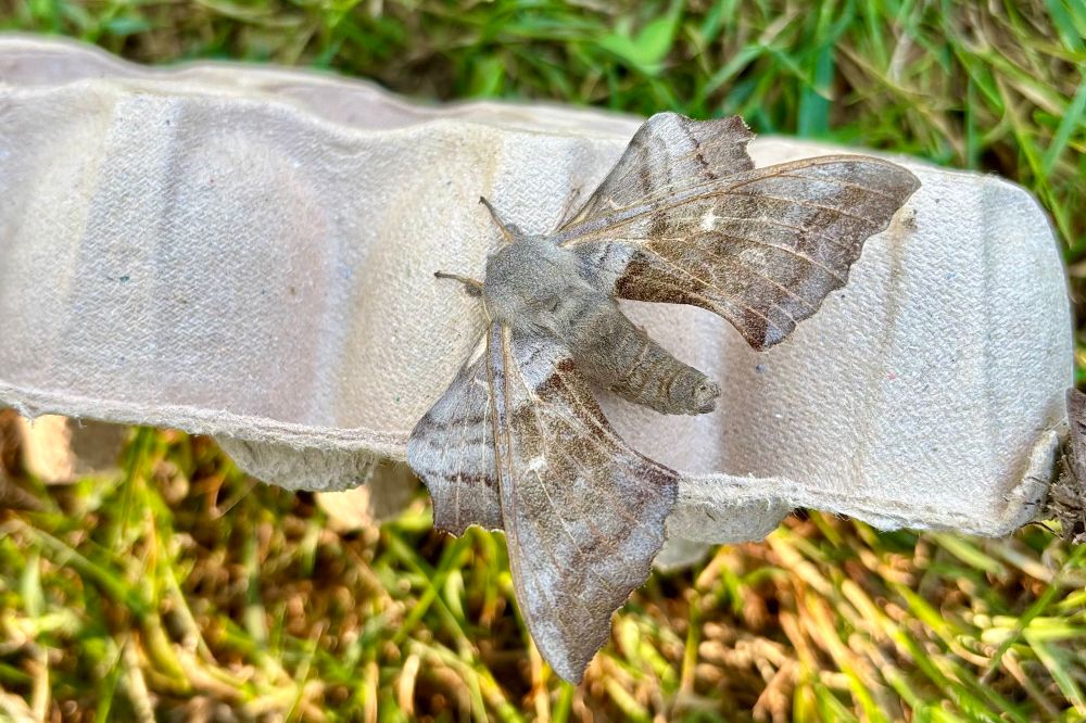 Poplar Hawkmoth showing its unusual shape when resting, with hindwings pointed ahead of the forewings