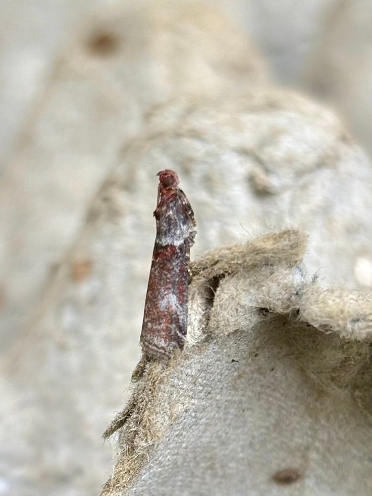 Acrobasis Advenella